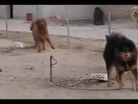 藏獒视频 纯种藏獒视频 藏獒在线 藏獒 鬼獒和藏獒打架谁高清图片